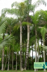 Palmeira Jerivá dupla
