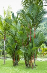 Palmeira Lacca / Malasia