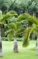 Palmeira Garrafa / Ilhas Mascarenas