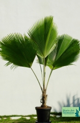 Palmeira Leque de Fiji
