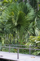 Palmeira Sabal da Flórida / EUA